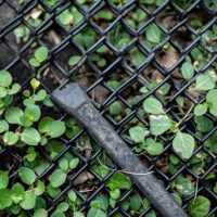 Ce tip de plasă de sârmă este potrivit pentru protejarea plantelor?